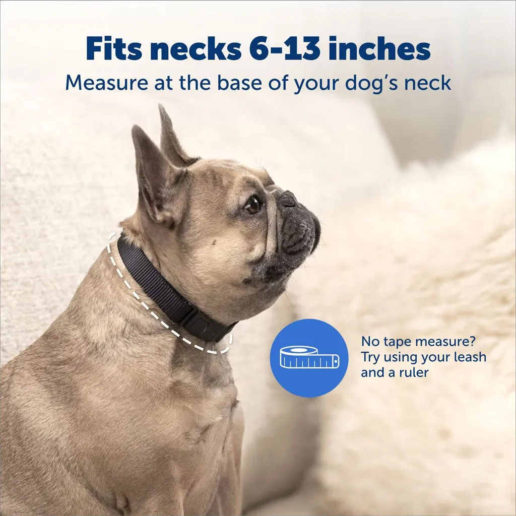 Petsafe NanoBark Collar by PetSafe Rechargeable Dog Bark Collar for Small Dogs